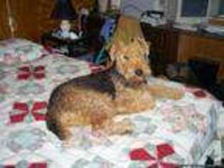 Airedale Terrier Puppy for sale in MELBOURNE, FL, USA