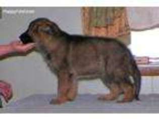 German Shepherd Dog Puppy for sale in Okmulgee, OK, USA