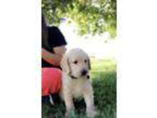 Labradoodle Puppy for sale in Bloomfield, MO, USA