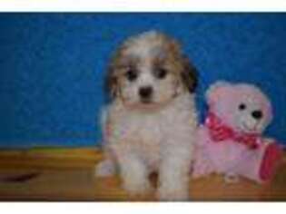Mutt Puppy for sale in Chilton, WI, USA