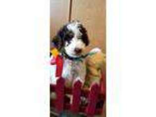Labradoodle Puppy for sale in Huntsville, IL, USA