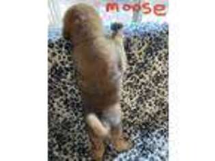 Tibetan Mastiff Puppy for sale in Silverado, CA, USA