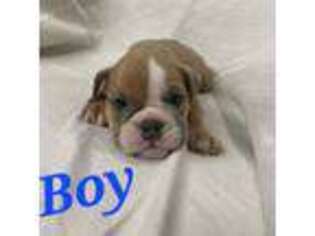 Bulldog Puppy for sale in Terrell, TX, USA