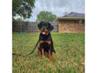 Rottweiler Puppy for sale in Bossier City, LA, USA