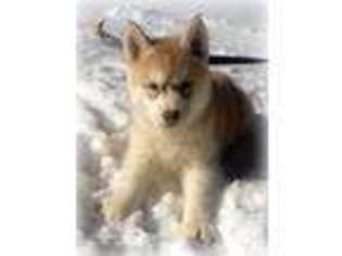 Siberian Husky Puppy for sale in BUNKER HILL, WV, USA