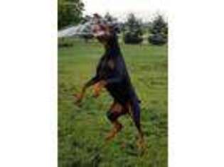 Doberman Pinscher Puppy for sale in Sterling, IL, USA