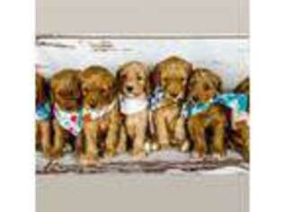 Goldendoodle Puppy for sale in Spanish Fork, UT, USA