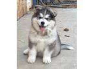 Alaskan Malamute Puppy for sale in Trivoli, IL, USA