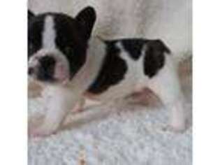 French Bulldog Puppy for sale in Winter Haven, FL, USA