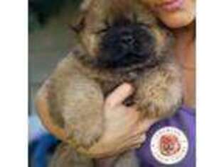 Chow Chow Puppy for sale in Lexington, KY, USA