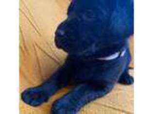 Labrador Retriever Puppy for sale in Wales, MA, USA