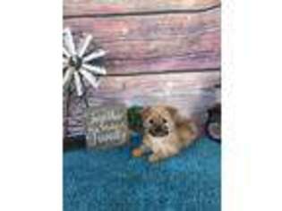 Yorkshire Terrier Puppy for sale in Royse City, TX, USA