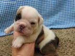 Miniature Bulldog Puppy for sale in Garrettsville, OH, USA