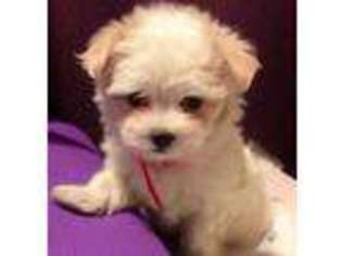 Maltese Puppy for sale in PLEASANTON, CA, USA