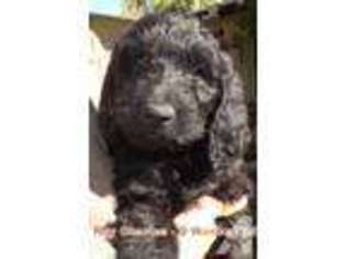 Goldendoodle Puppy for sale in MANZANITA, OR, USA