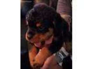 Rottweiler Puppy for sale in Rutherfordton, NC, USA
