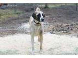 Anatolian Shepherd Puppy for sale in Grants Pass, OR, USA