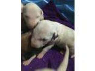 Bull Terrier Puppy for sale in Morganton, GA, USA