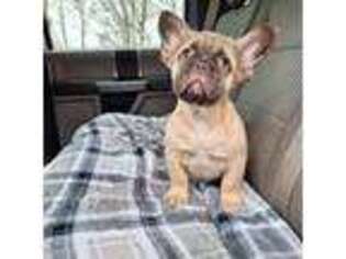 French Bulldog Puppy for sale in Syracuse, IN, USA