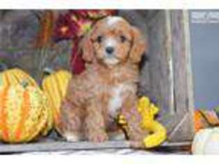 Cavapoo Puppy for sale in Cleveland, OH, USA
