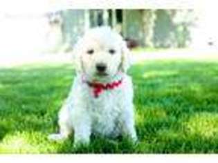 Goldendoodle Puppy for sale in Kennewick, WA, USA