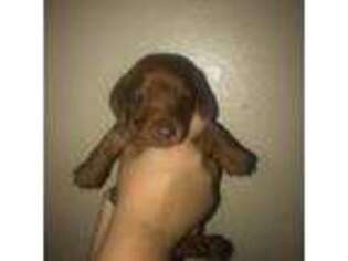 Dachshund Puppy for sale in Arcadia, FL, USA