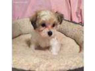 Mutt Puppy for sale in Marysville, IN, USA