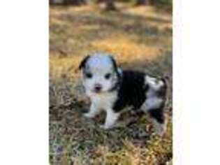 Miniature Australian Shepherd Puppy for sale in Willis, TX, USA