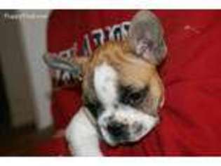 French Bulldog Puppy for sale in Coleman, OK, USA