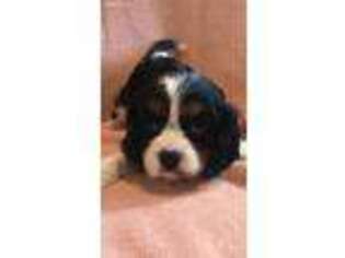 Cavalier King Charles Spaniel Puppy for sale in Owensboro, KY, USA