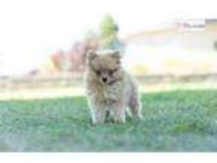 Pomeranian Puppy for sale in Fort Wayne, IN, USA