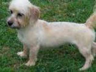 Dandie Dinmont Terrier Puppy for sale in Hendersonville, NC, USA