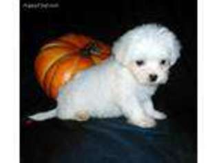 Maltese Puppy for sale in Statesville, NC, USA