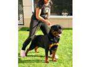 Rottweiler Puppy for sale in Pomona, CA, USA