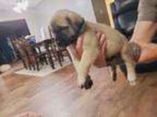 Mastiff Puppy for sale in Okemah, OK, USA
