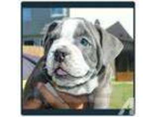 Bulldog Puppy for sale in HUMBLE, TX, USA