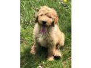 Goldendoodle Puppy for sale in Johnstown, OH, USA