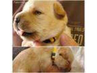 Labrador Retriever Puppy for sale in Rhome, TX, USA