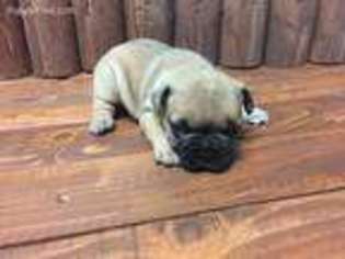 French Bulldog Puppy for sale in Yuma, AZ, USA