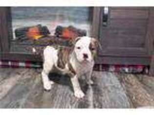 American Bulldog Puppy for sale in Tulsa, OK, USA