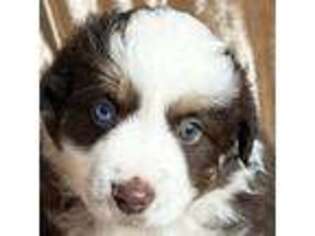 Miniature Australian Shepherd Puppy for sale in Taunton, MA, USA