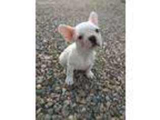 French Bulldog Puppy for sale in Taos, NM, USA