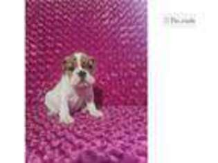 Bulldog Puppy for sale in Canton, OH, USA