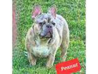 French Bulldog Puppy for sale in Rossville, GA, USA