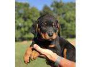 Rottweiler Puppy for sale in Galena, KS, USA