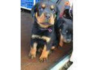 Rottweiler Puppy for sale in Rome, GA, USA