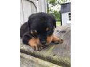 Rottweiler Puppy for sale in Ansonia, OH, USA