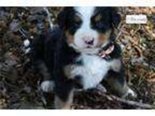 Bernese Mountain Dog Puppy for sale in Chattanooga, TN, USA