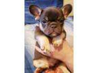 French Bulldog Puppy for sale in Coppell, TX, USA