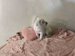 Dogo Argentino Puppy for sale in Odessa, TX, USA